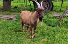 domaine des chevrettes - Foto 19