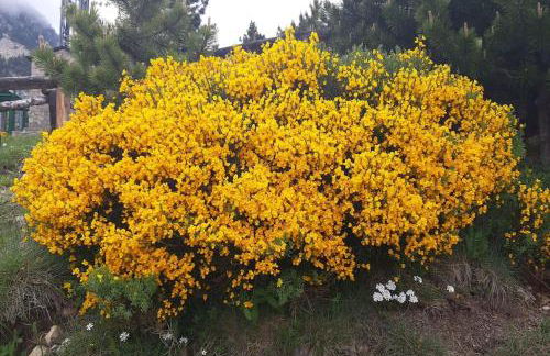 Xalet de muntanya en Parc Natural a 2000 metres - Foto 53