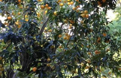 Dúplex de invitados en medio del bosque - Foto 26