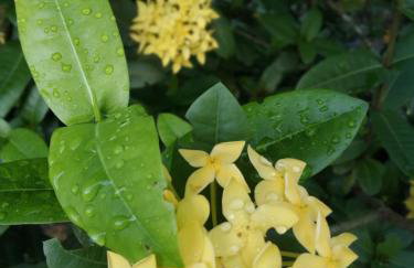 SÍTIO CONQUISTA FELIZ - Foto 29