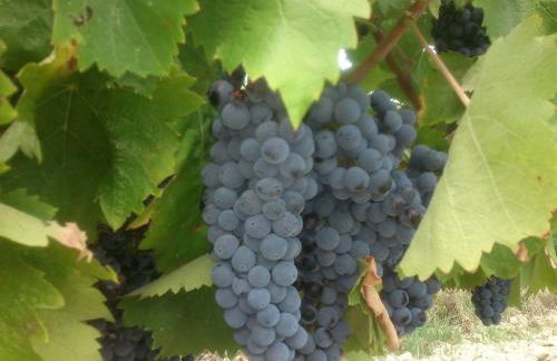 Borgo Buciardella - Foto 8