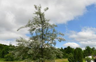 Apartment Marija Zupan - Foto 53