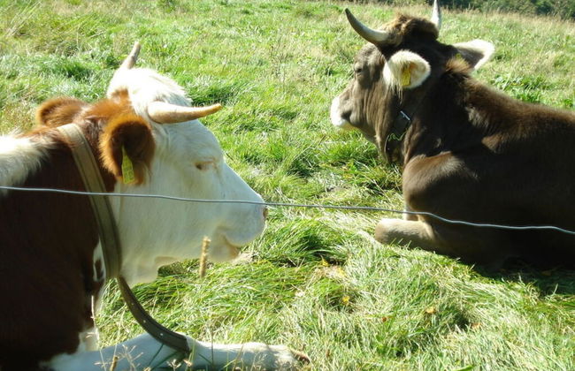 Holiday Apartment Schupp - Foto 15