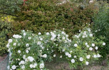 La Luberonne gordes - Photo 36