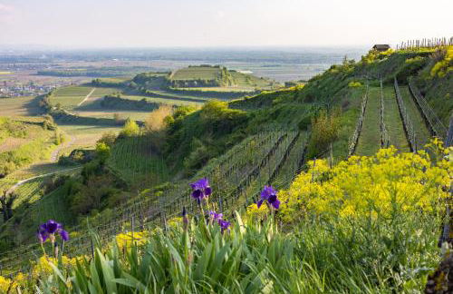Haus im Weinland - Ihringen - Foto 25