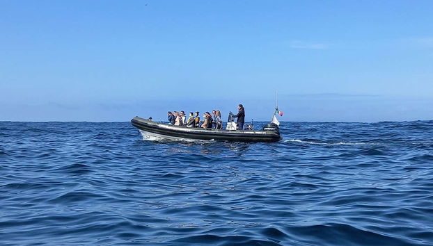 Dolphin Watching Cruise - Photo 3