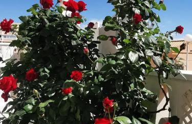 Costamar playa arenales del sol - Foto 30