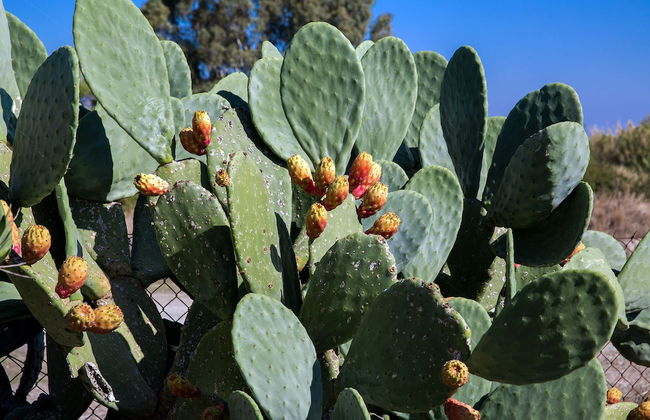 House of Paradise in front of the golf court-sea - Foto 31