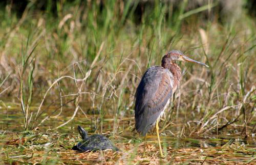 Charming 1940s Daybook Cottage on the Florida Hidden Coast - Foto 30