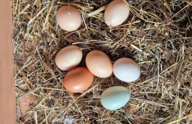 Barrocal Nature Houses - Foto 50