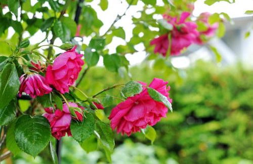 Ruheoase Kummerower See - Foto 30