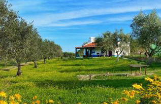 Quinta da Tapada de São Pedro - Foto 9