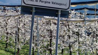 Svetlana e Cătălin - Foto 2