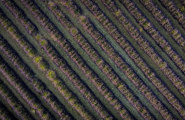 Tour della lavanda + Mulino del Romeral - Foto 11