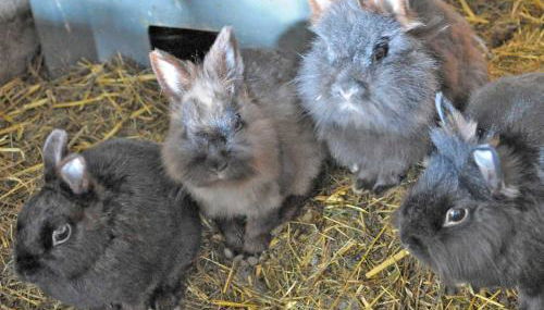 Ferienhof Schade - Foto 5