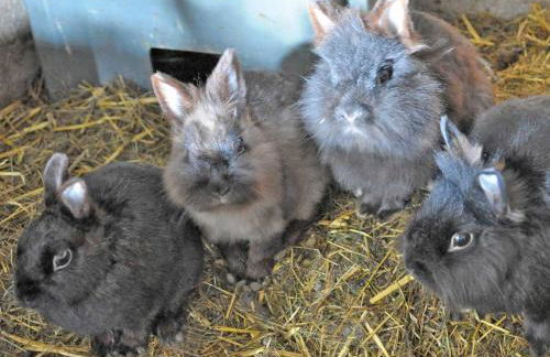 Ferienhof Schade - Foto 5