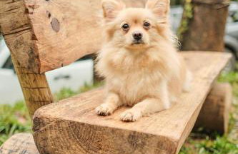 Casa da Árvore - Refúgio de Luxo com Jacuzzi e Vista para a Serra - Foto 23