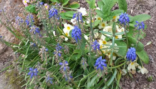 Wildberry cottage - Foto 5
