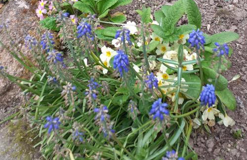 Wildberry cottage - Foto 5