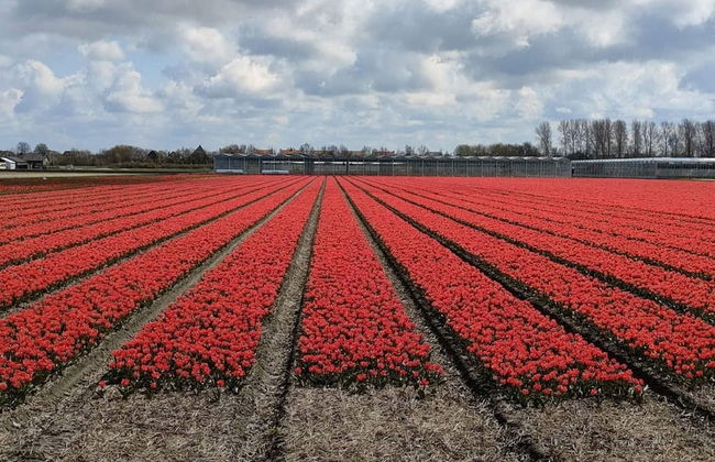 Family Escape Near Keukenhof - Photo 13