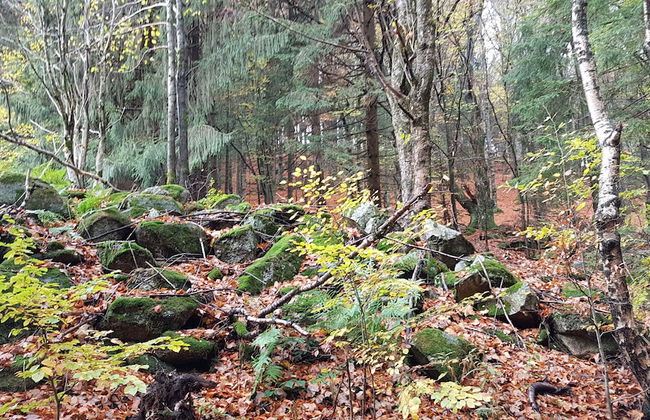 Ferienhaus Mauth - Foto 45