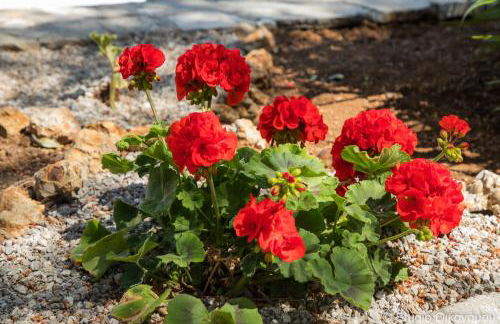 Studio Gerani 1 - Foto 10