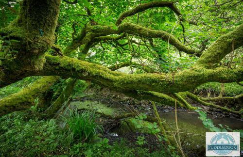 Puddleduck Valley - Dog Friendly - Foto 70