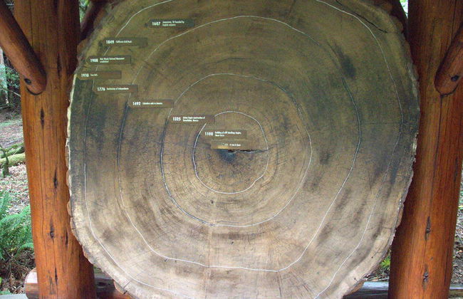 Muir Woods & Sausalito Tour - Photo 1