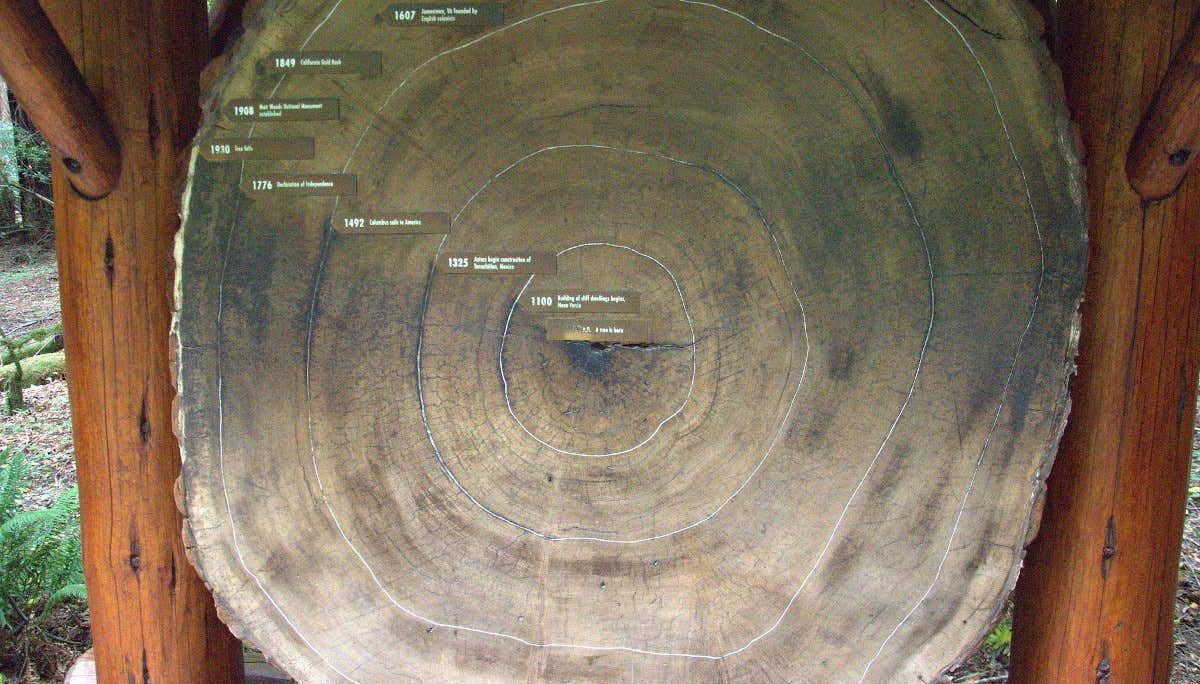 Escursione a Muir Woods e Sausalito - Foto 1