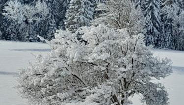 Soggiorno Vacanze Stella Alpina - Foto 2