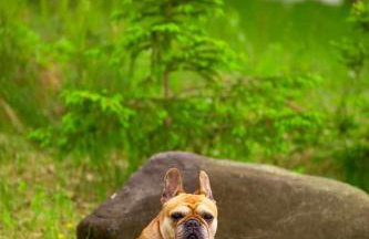 Drewniany Domek w Zakątku Andrzeje Śniczany 18 - Photo 80