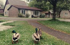 Bungalow 62,North Cornwall, St. Tudy - Foto 9