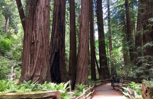 Modern Retreat in Heart of Downtown Mill Valley - Foto 3