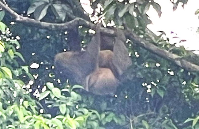 The Mango Tree Villas and Spa - Foto 18