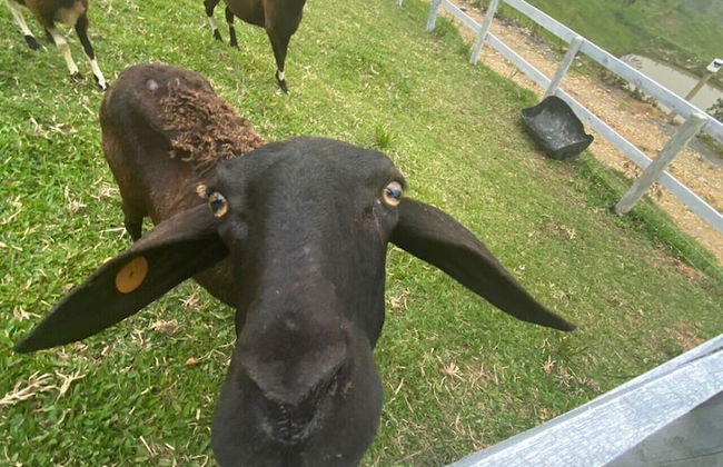 Rancho Sol Poente - Rancho Queimado - Foto 24