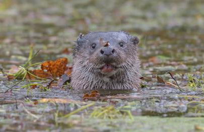 Mill House Bungalow - Foto 34