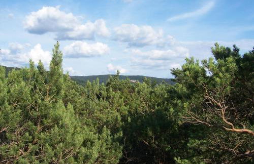 Ferienwohnung am Pfaffenfels - Foto 2