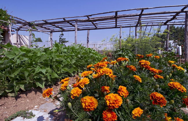 Corte Breda Agriturismo Bed & Breakfast - Foto 33