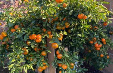 Pool Front Romantic Getaway withPrivate Entry - Foto 51