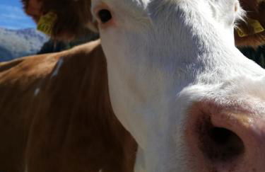 Odenwald Lounge im Naturpark Bergstraße-Odenwald - Photo 30