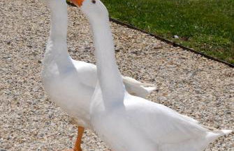 Agriturismo Camisassi - Foto 17