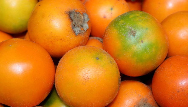 Tour di Galería Alameda e dell'artigianato di Cali - Foto 2