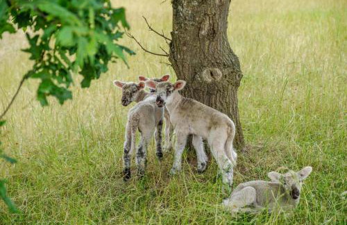 Alde Bay Farm - Oyster Catcher - Foto 40