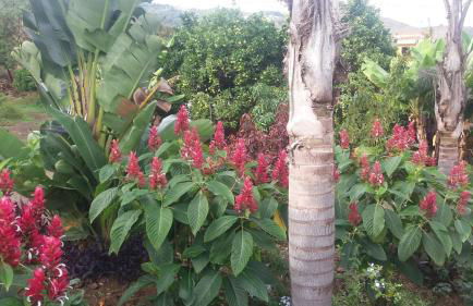 Finca las Palmeras - Foto 35