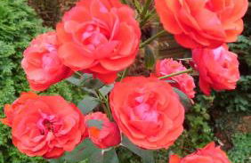 GästeHaus „Barbara” mit Garage in 26919 Brake - Foto 35