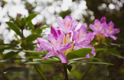 Catchfrench Manor - Foto 47