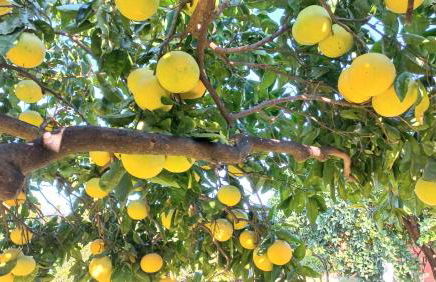 Da Ninnilla Holiday Home Scafati - Foto 31