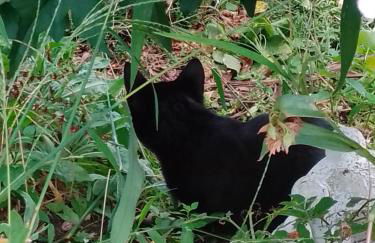 Gästehaus Brunhilde - Foto 6