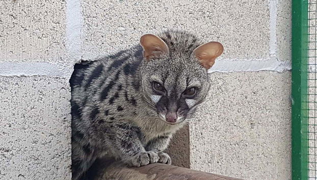 Fauna do centro Vimferri