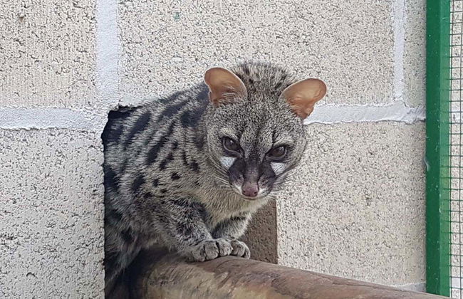 La Manreana Ticket - Photo 5